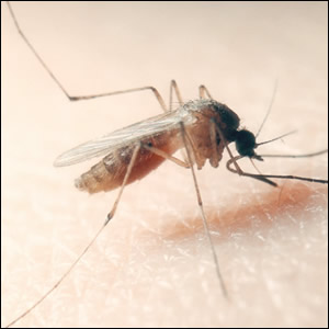 Virus West Nile in Emilia-Romagna: risultati della sorveglianza entomologica nella stagione 2023