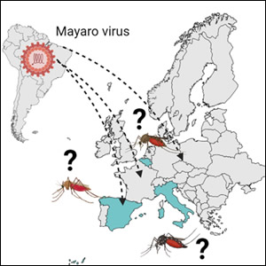 Competenza vettoriale di Aedes albopictus per il virus Mayaro: implicazioni per l’Italia