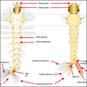 Disponibile sul sito dell’Istituto Superiore di Sanità il nuovo Rapporto (ISTISAN 22/3) sulla classificazione delle specie di Zanzara in Italia