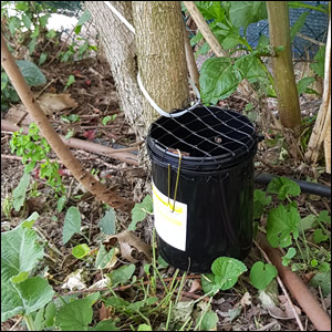 Al via il monitoraggio estivo di Zanzara Tigre per l'estate 2023