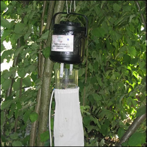 Sorveglianza a West Nile Virus in città: prosegue lo studio pilota a Bologna