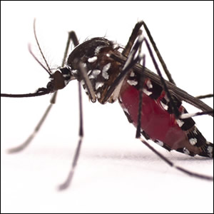 Disponibile sul sito dell’Istituto Superiore di Sanità il nuovo Rapporto (ISTISAN 22/22) sulla sorveglianza entomologica delle Zanzare in Italia