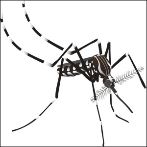 Risultati sulla sorveglianza dei siti a rischio di introduzione di Aedes aegypti in Emilia-Romagna nel 2025