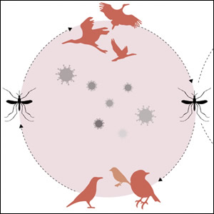 Sorveglianza entomologica dei virus West Nile e Usutu in Emilia-Romagna nel 2025