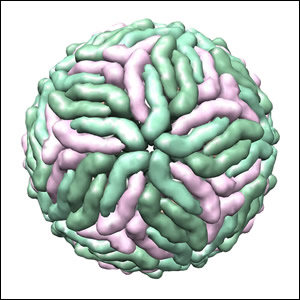 Il rischio da dengue virus in Emilia-Romagna