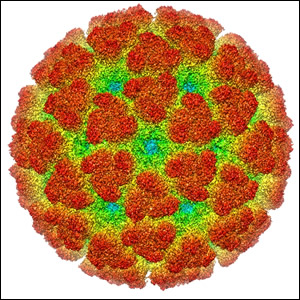 CHIKUNGUNYA virus