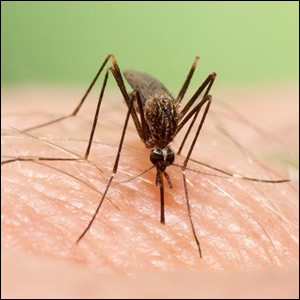 Rinvenimento di Aedes japonicus nel Piacentino e potenziamento delle attività di prevenzione contro le zanzare invasive in Emilia-Romagna