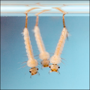 Continua la verifica dei livelli di resistenza di Culex pipiens a Diflubenzuron in Emilia-Romagna nel 2022