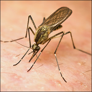 Controllo delle zanzare nelle zone alluvionate dell’Emilia-Romagna nei mesi di maggio e giugno 