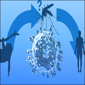 Valutazione del rischio del virus Oropouche (OROV) in Europa: possibili implicazioni per l’Italia
